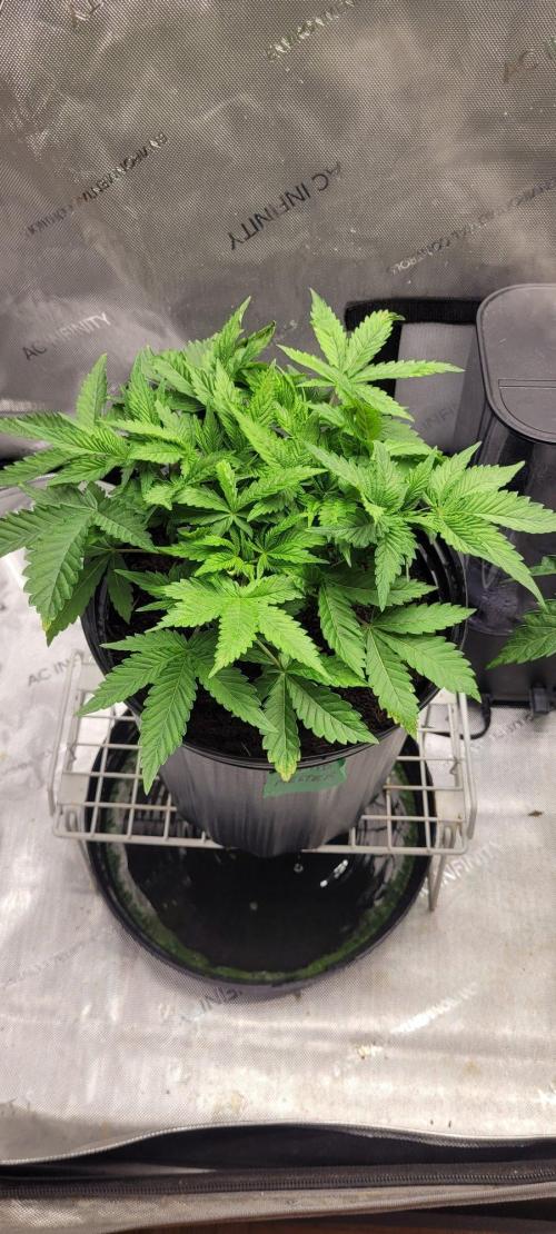 5th coco grow. Week 3