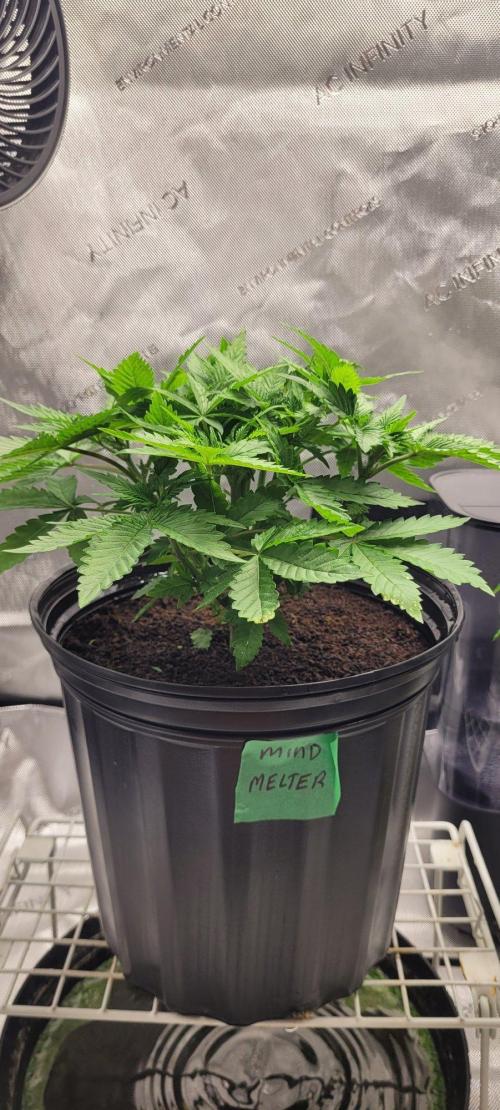 5th coco grow. Week 3
