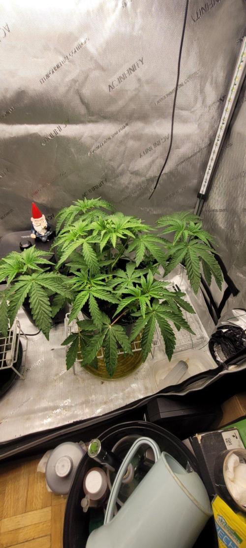 5th coco grow. Week 3