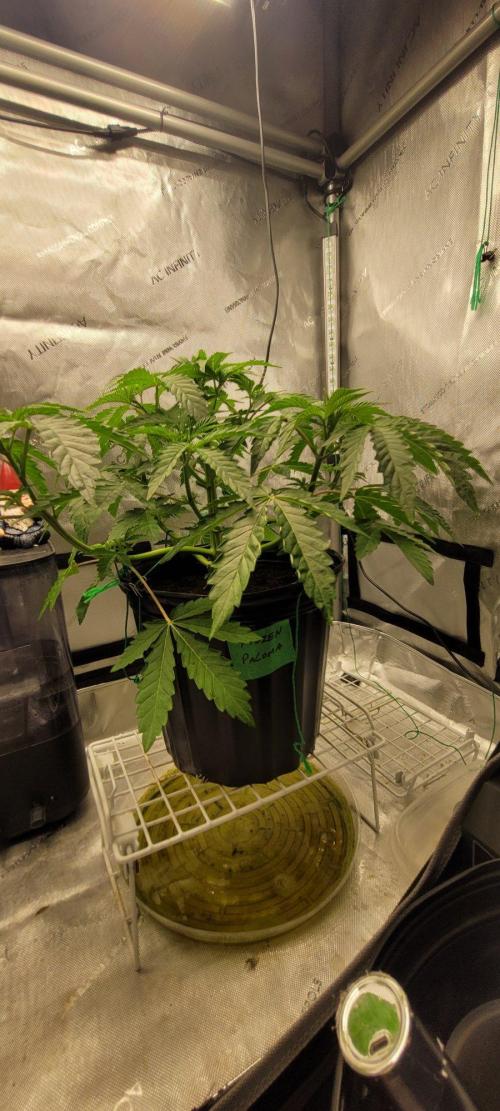 5th coco grow. Week 3