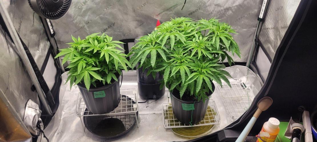 5th coco grow. Week 4