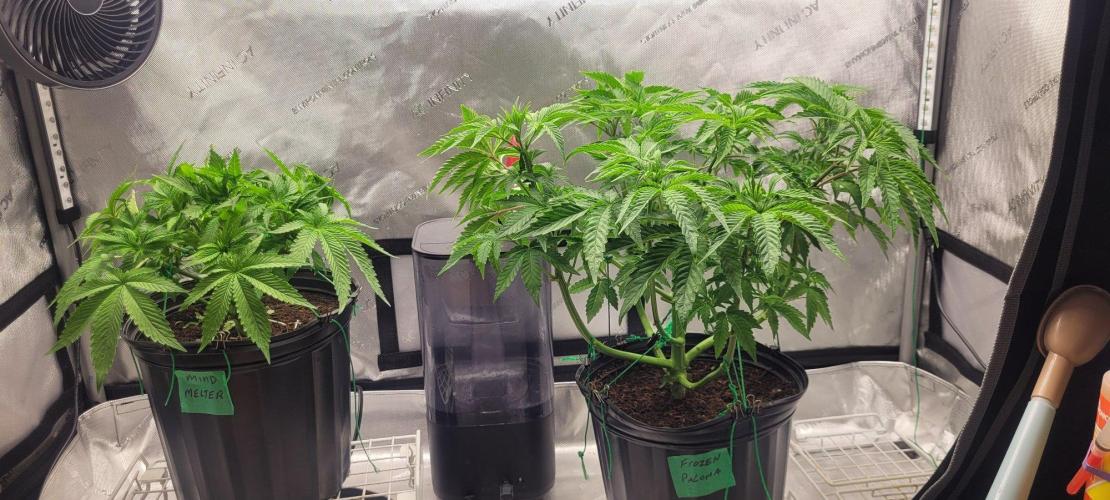 5th coco grow. Week 4