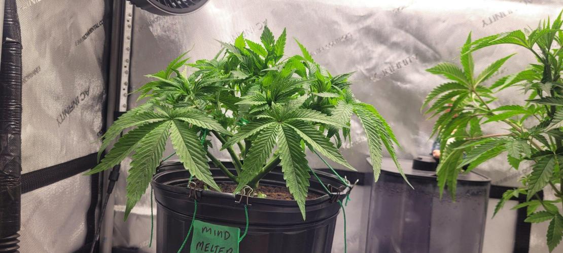 5th coco grow. Week 4