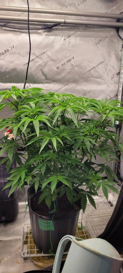 5th coco grow. Week 5
