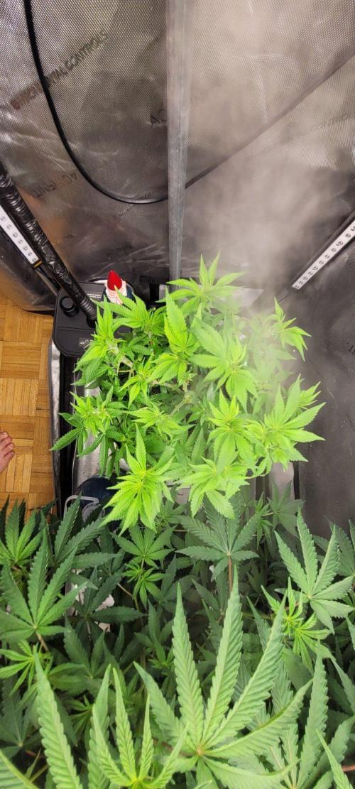 5th coco grow. Week 6