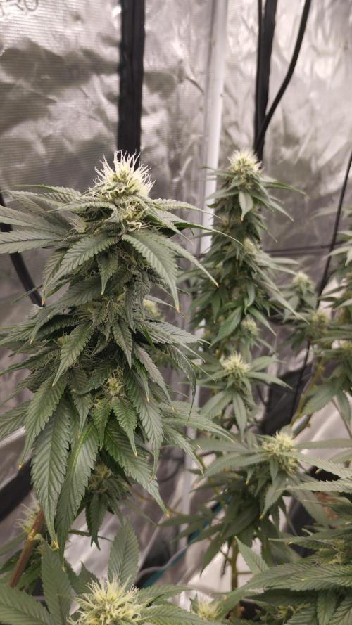 Tropicanna Poison F1 Fast flowering. Week 3 - Buenas colas bien formadas, solo cogollos grandes por la poda Lollipop🍭