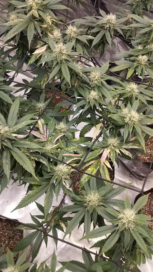 Tropicanna Poison F1 Fast flowering