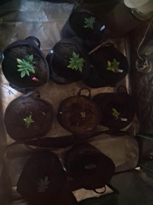 5 strain grow. Week 1