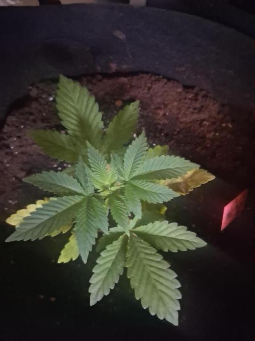 5 strain grow. Week 1 - AK x Critical Mass