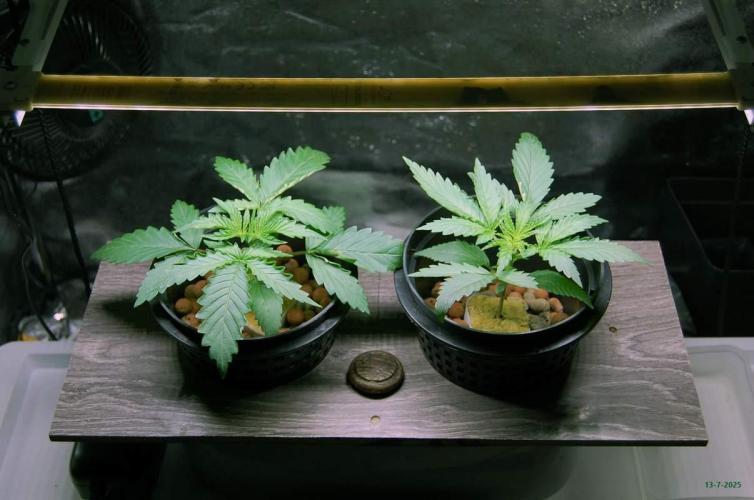 Gorilla Cookies FF 1. Week 1 - 13-7