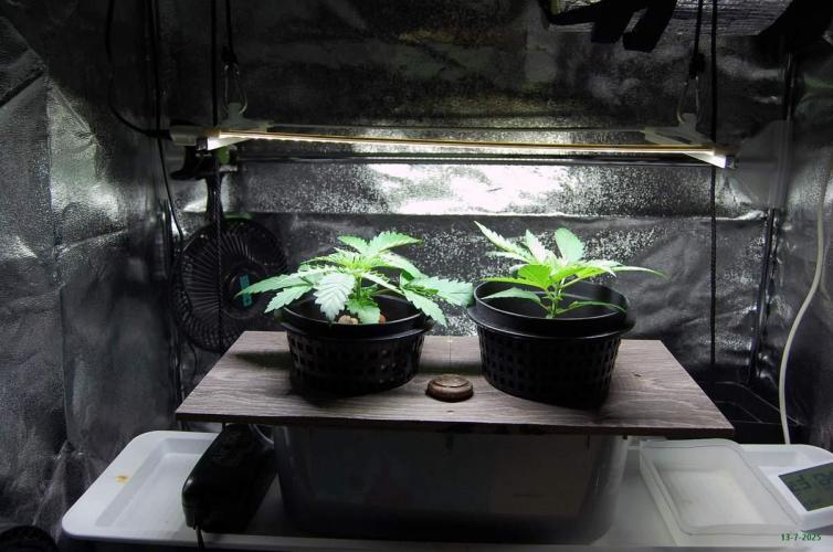 Gorilla Cookies FF 1. Week 1 - 13-7