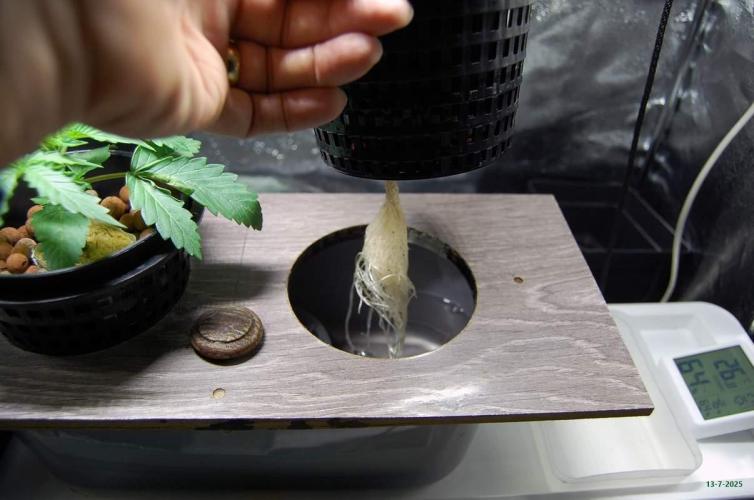 Gorilla Cookies FF 1. Week 1 - 13-7