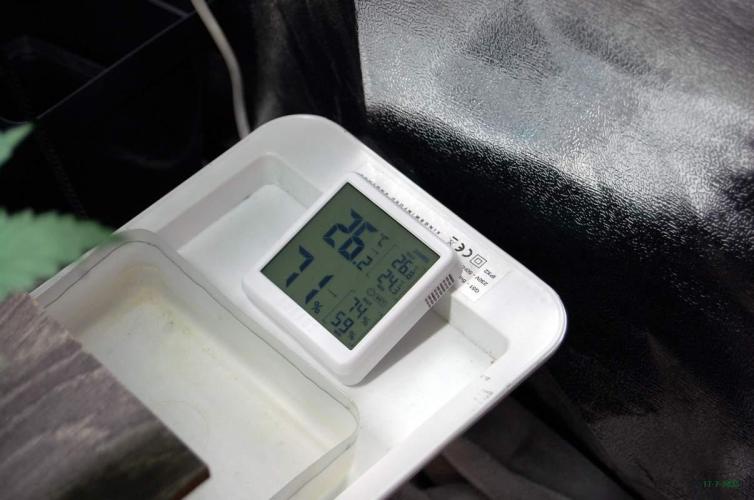 Gorilla Cookies FF 1. Week 2 - 17-7   tent 1