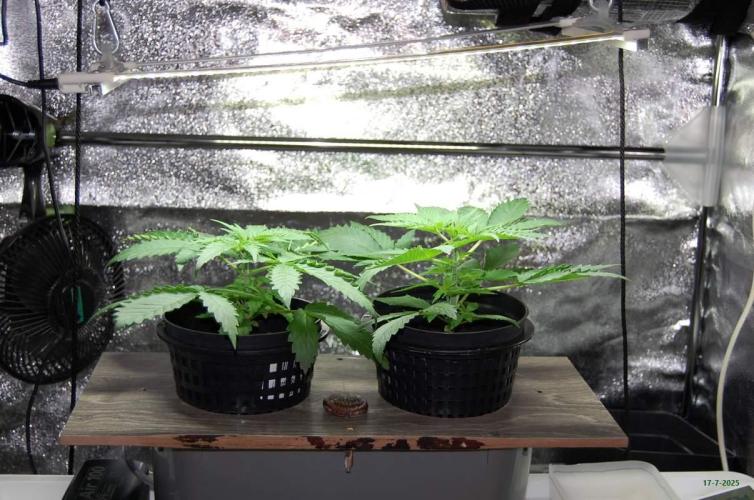 Gorilla Cookies FF 1. Week 2 - 17-7   tent 1