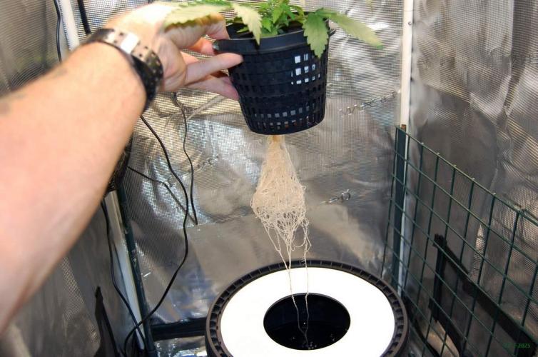 Gorilla Cookies FF 1. Week 2 - 17-7   tent 1