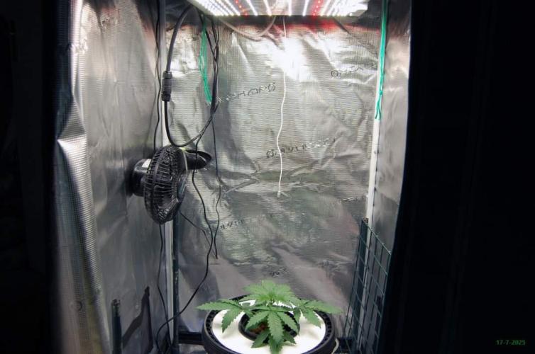 Gorilla Cookies FF 1. Week 2 - 17-7   tent 1