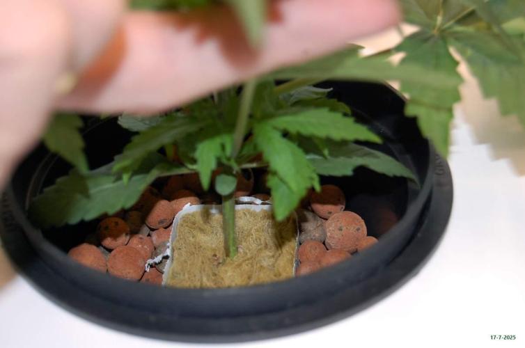 Gorilla Cookies FF 1. Week 2 - 17-7   tent 1