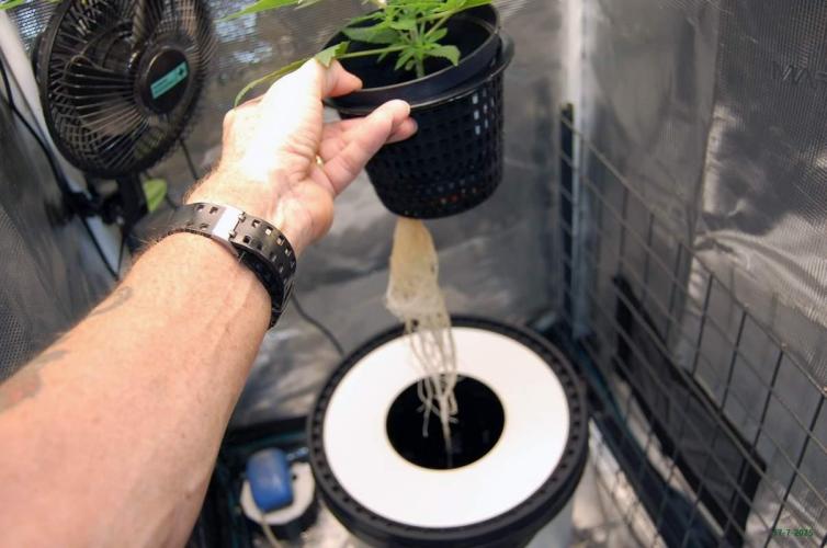 Gorilla Cookies FF 1. Week 2 - 17-7   tent 2