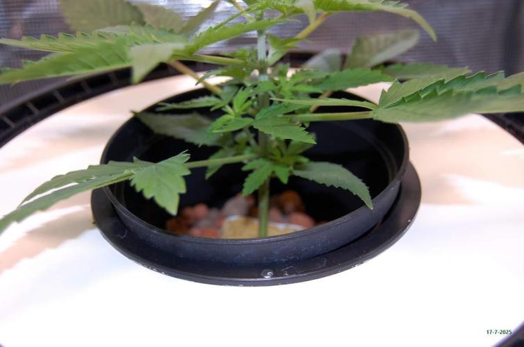 Gorilla Cookies FF 1. Week 2 - 17-7   tent 2