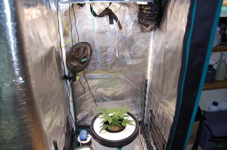 Gorilla Cookies FF 1. Week 2 - 17-7   tent 2