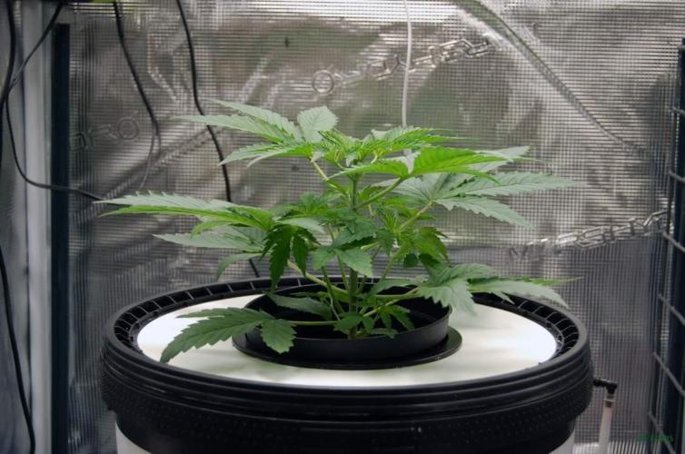 Gorilla Cookies FF 1. Week 2 - 20-7   tent 1