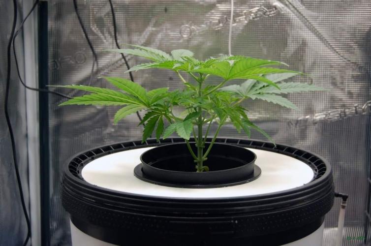 Gorilla Cookies FF 1. Week 2 - 20-7   tent 1