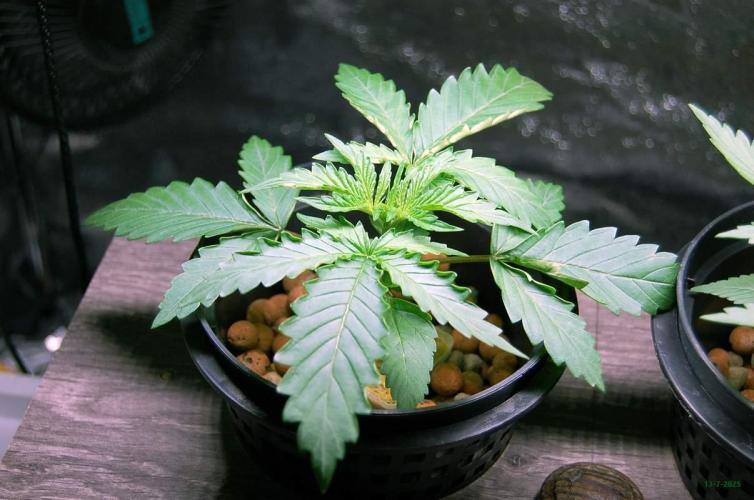 Gorilla Cookies FF 1. Week 2