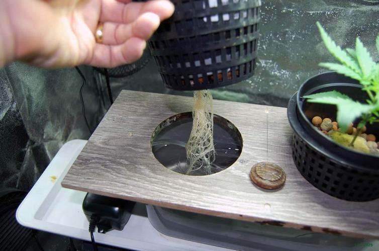 Gorilla Cookies FF 1. Week 2