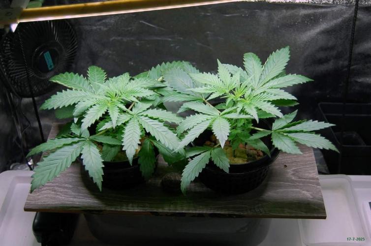 Gorilla Cookies FF 1. Week 2 - 17-7