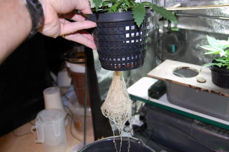 Gorilla Cookies FF 1. Week 2 - 17-7