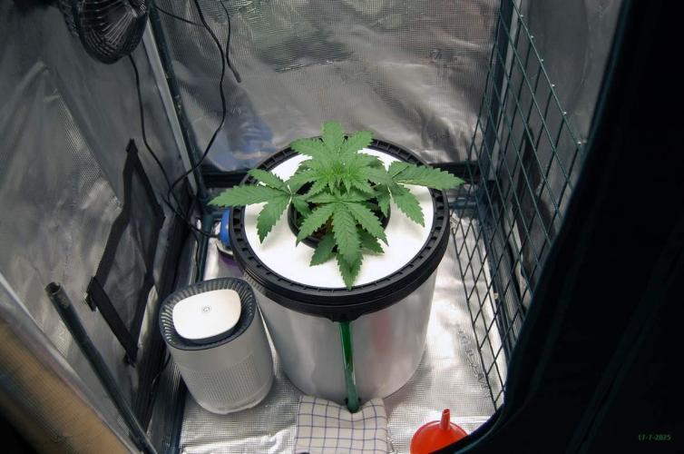 Gorilla Cookies FF 1. Week 2 - 17-7