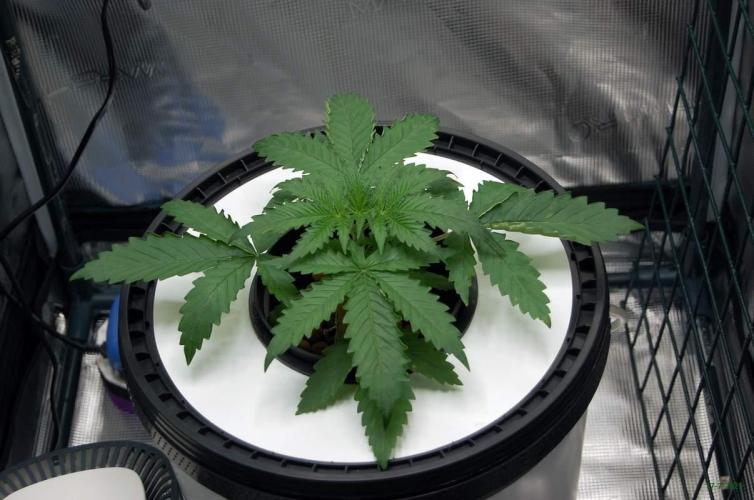 Gorilla Cookies FF 1. Week 2 - 17-7