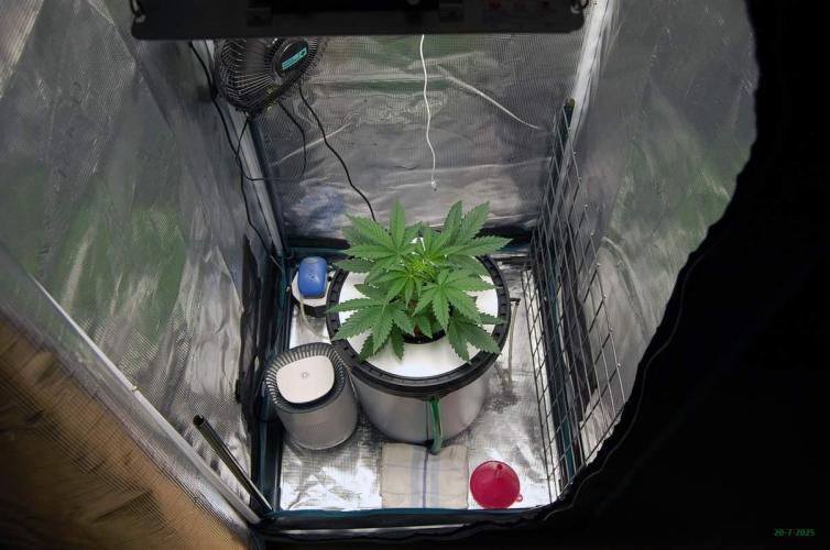 Gorilla Cookies FF 1. Week 2 - 20-7