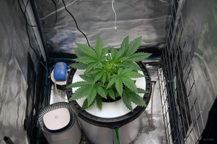 Gorilla Cookies FF 1. Week 2 - 20-7