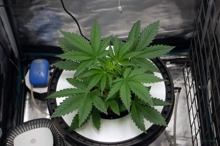 Gorilla Cookies FF 1. Week 2 - 20-7