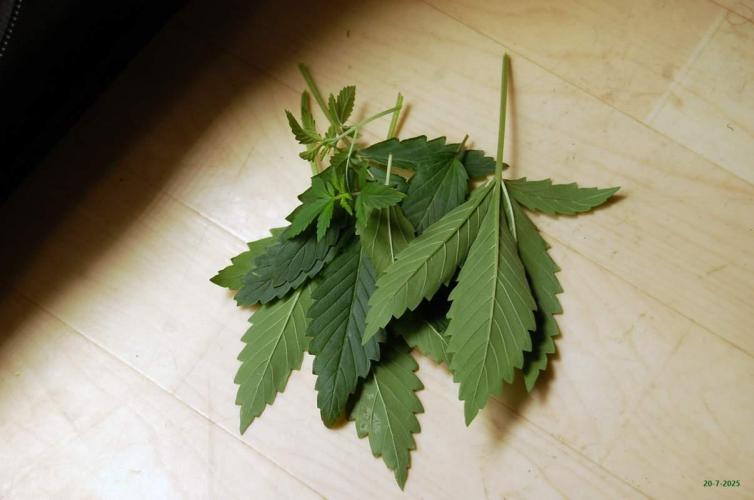 Gorilla Cookies FF 1. Week 2 - 20-7