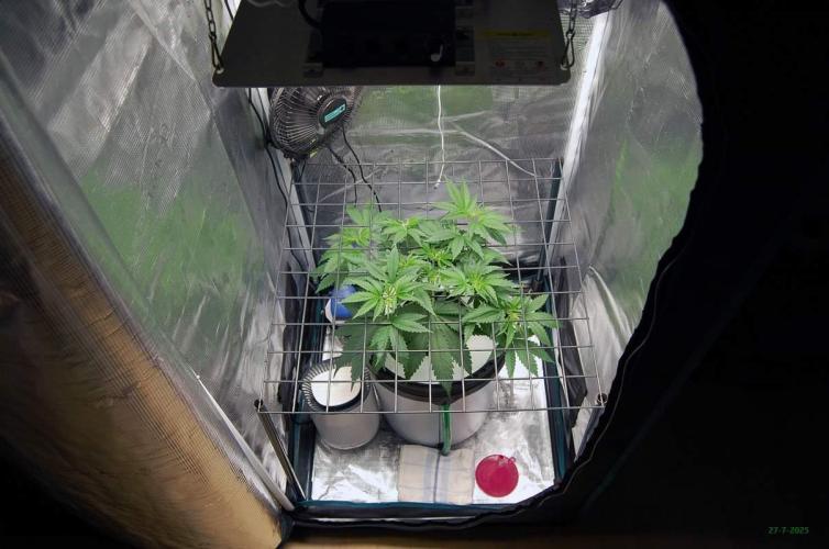 Gorilla Cookies FF 1. Week 3 - 27-7