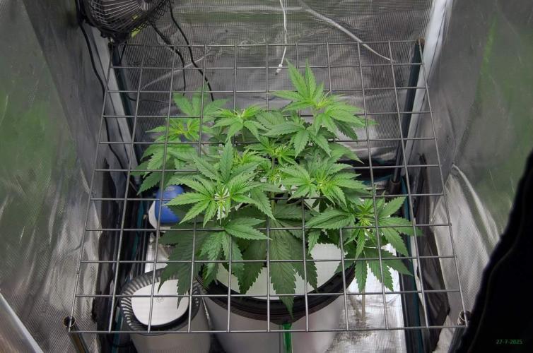 Gorilla Cookies FF 1. Week 3 - 27-7