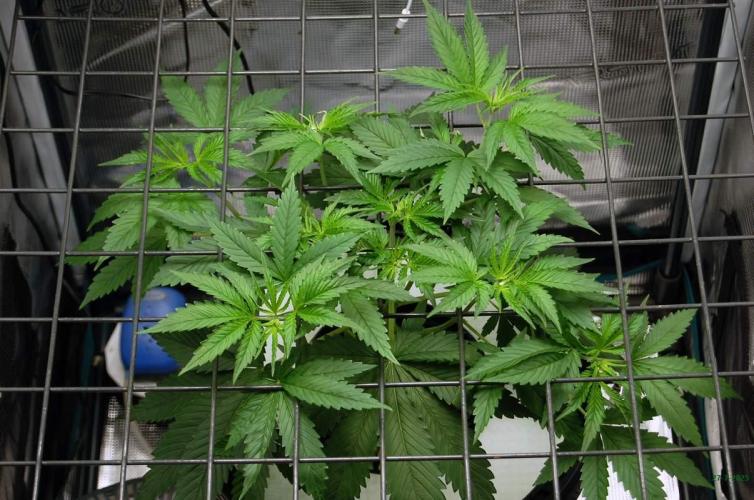 Gorilla Cookies FF 1. Week 3 - 27-7