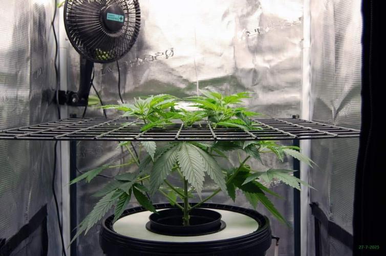 Gorilla Cookies FF 1. Week 3 - 27-7