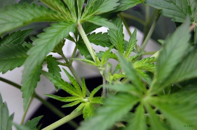 Gorilla Cookies FF 1. Week 3 - 23-7