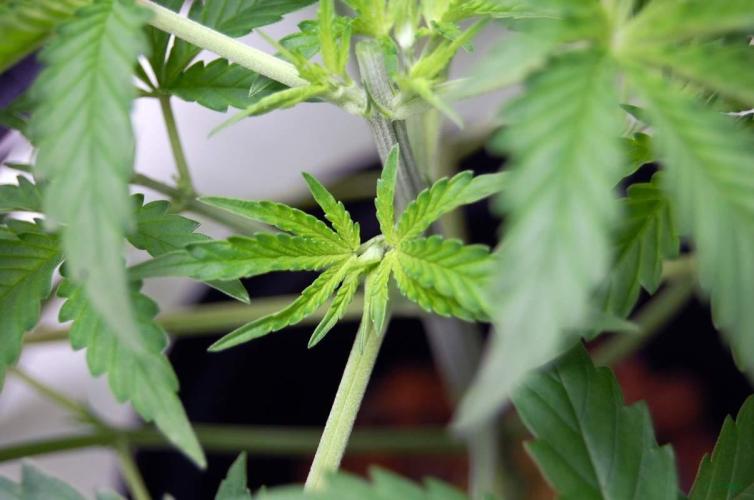 Gorilla Cookies FF 1. Week 3 - 23-7