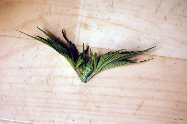 Gorilla Cookies FF 1. Week 3 - 23-7