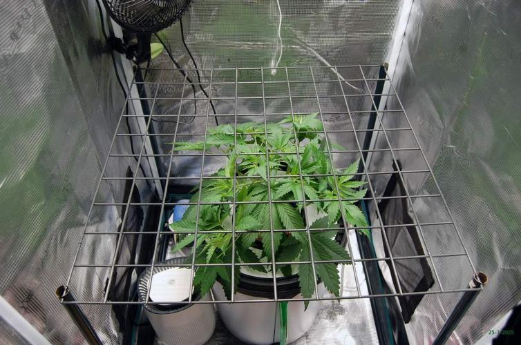 Gorilla Cookies FF 1. Week 3 - 25-7