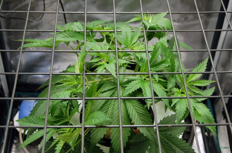 Gorilla Cookies FF 1. Week 3 - 25-7