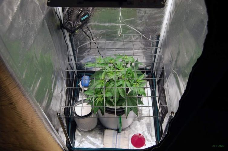 Gorilla Cookies FF 1. Week 3 - 25-7