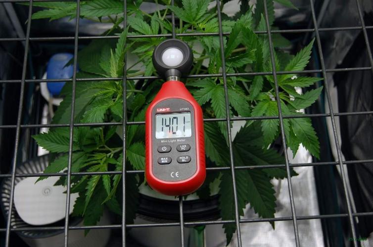 Gorilla Cookies FF 1. Week 3 - 25-7