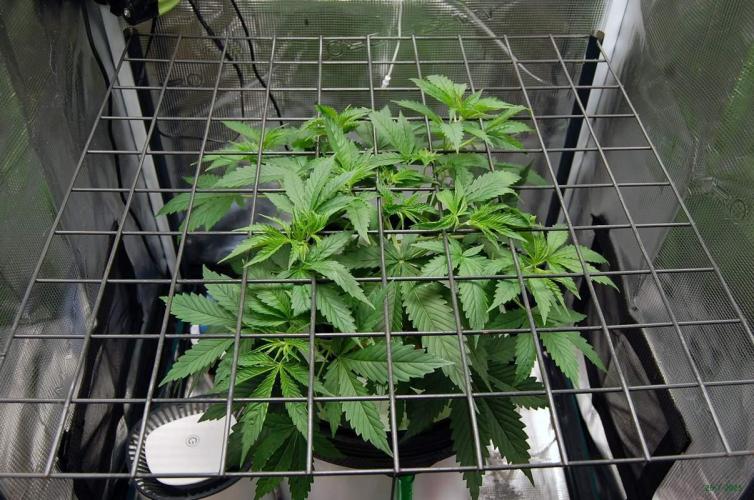 Gorilla Cookies FF 1. Week 3 - 26-7