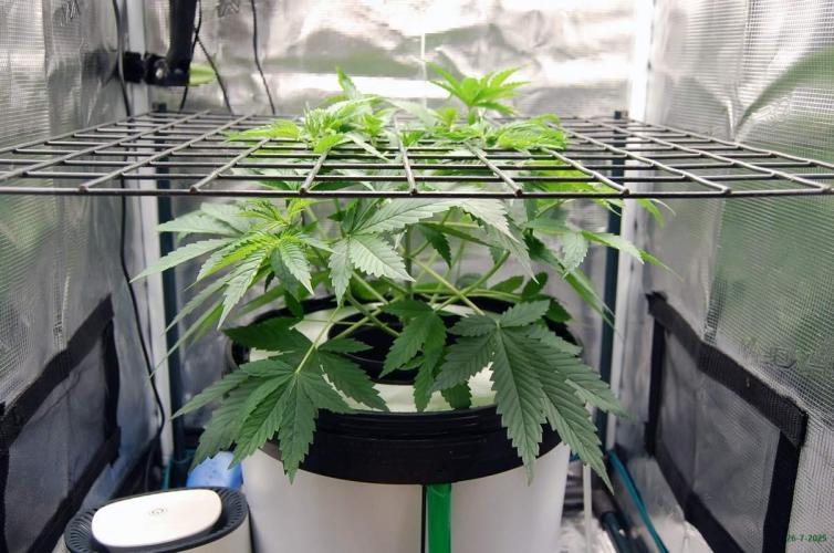 Gorilla Cookies FF 1. Week 3 - 26-7