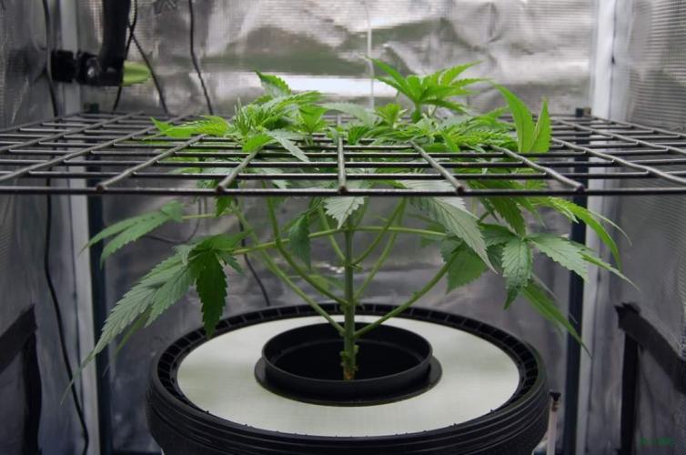 Gorilla Cookies FF 1. Week 3 - 26-7